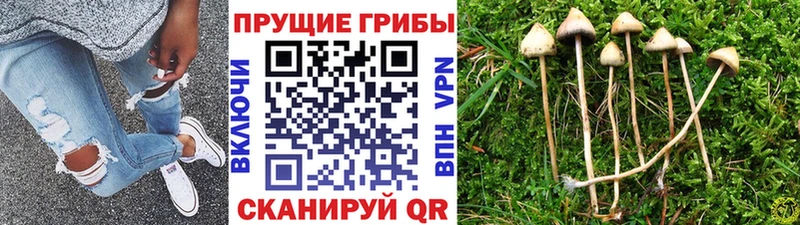 ОМГ ОМГ вход  Саратов  Псилоцибиновые грибы Cubensis 