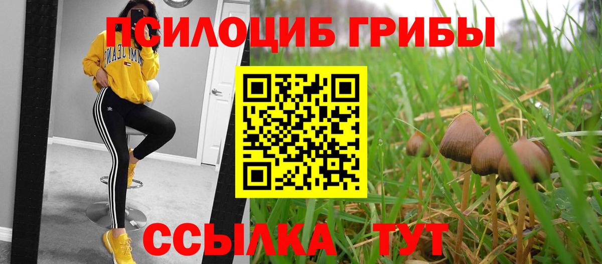 купить  цена  Вход с VPN  Саратов  Псилоцибиновые грибы Cubensis 