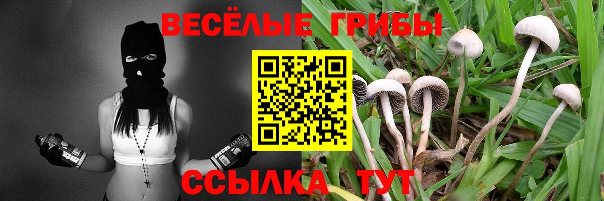Псилоцибиновые грибы Psilocybe Саратов